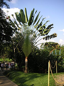 Ravenala madagascariensis