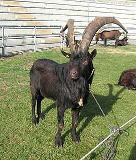 Valdostana Breed of goat