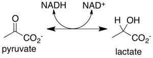 The conversion of pyruvate to lactate is catalysed by the enzyme lactate dehydrogenase. Reaction catalyzed by lactate dehydrogenase.png