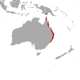 Мапа поширення виду Thylogale stigmatica