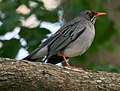 Qizil oyoqli baliq (Turdus plumbeus) RWD.jpg