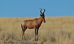 Bovidae Jaftol: Vexala dem oxieem, Artiodactyla yaseem, Pulasa vuestexa is xantaza