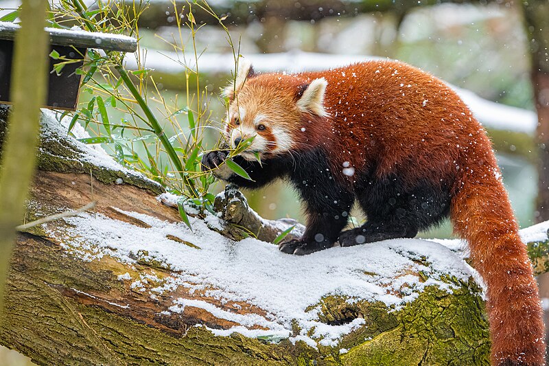 File:Red Panda - 52673386406.jpg