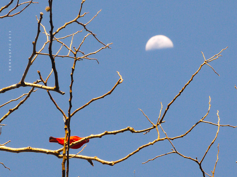 File:Red bird and moon (8394360328).jpg