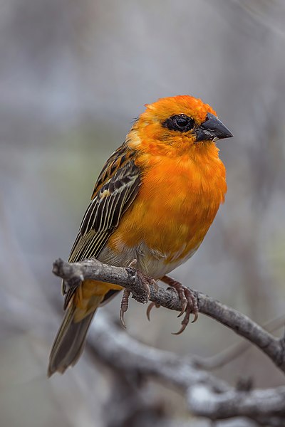 File:Red cardinal fody (Foudia madagascariensis) male Reunion.jpg