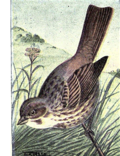 Thumbnail for File:Reed-fox-sparrow.png