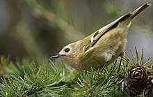 Goldcrest Regulus regulus.jpg