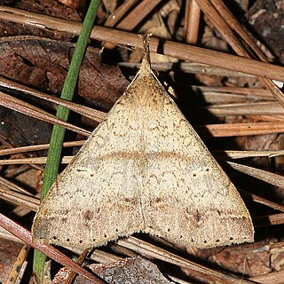 <i>Renia adspergillus</i> Species of moth