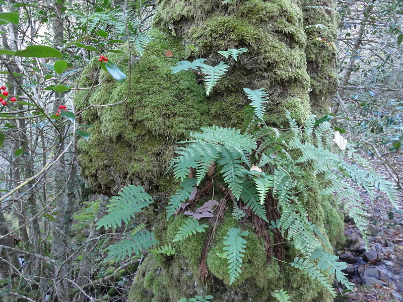 File:Reserva Natural Integral de Muniellos (Asturias, España) 08.JPG