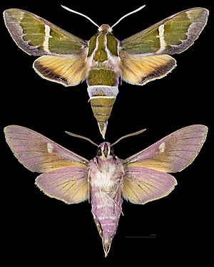 Rethera komarovi, male