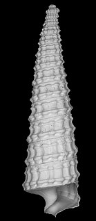 <i>Retilaskeya</i> Genus of gastropods