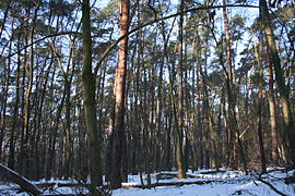 Mischwald im Winter im Kolno Międzychodzkie nature reserve, in Polen