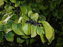 Rhamnus davurica 10. září 2016 4199.jpg