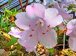 Rododendron ciliatum (Ericaceae) flyder HDR.jpg