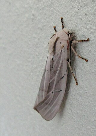 <i>Rhodogastria amasis</i> Species of moth