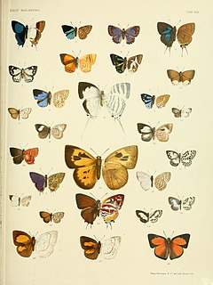 <i>Logania malayica</i> Species of butterfly