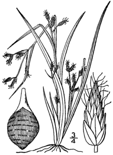 <i>Rhynchospora scirpoides</i> Species of grass-like plant