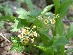 Ribes sachalinense 3.JPG