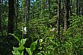 Cypripedium reginae