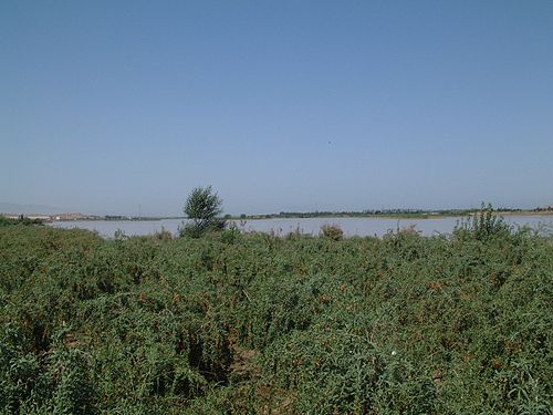 Wolfberry fields in Zhongning County, Zhongwei City