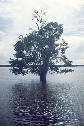 Ilha do Bananal, ekolojik sığınak