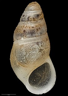 Rissopsis (Peringiella) elegans (Ponder, 1965) (AM MA71266).jpg