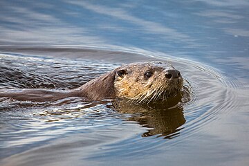 Видра (Lontra canadensis)