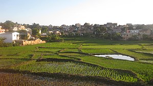 Agriculture Vivrière: Agriculture vivrière, une activité encore importante au niveau mondial, Espèces cultivées, Agriculture vivrière et économie de subsistance