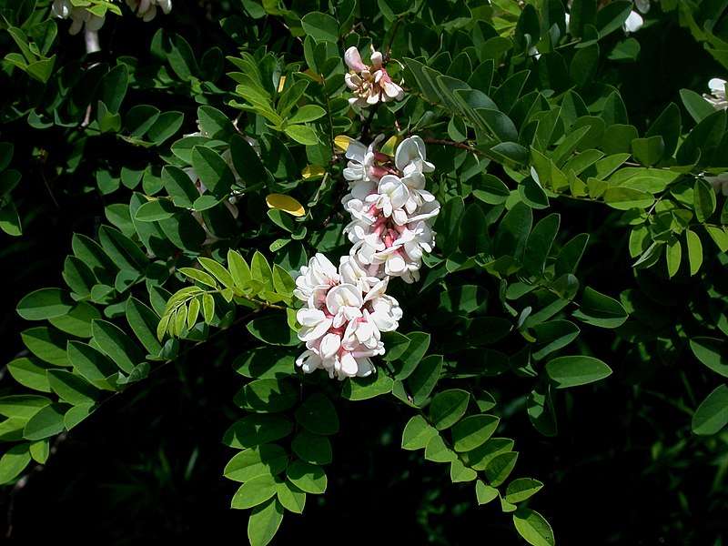 File:Robinia viscosa 15-p.bot-robi.visc-022.jpg