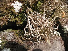 Roccella fuciformis.jpg 