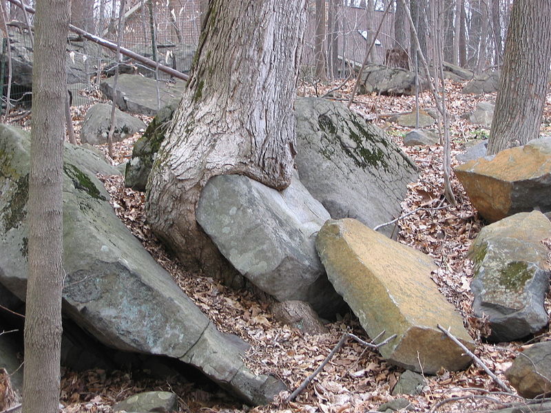 File:Roots may contain stones.JPG