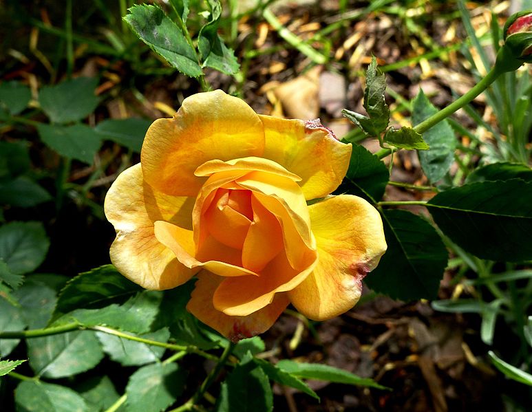 File:Rosa 'Lady of Shalott'.jpg