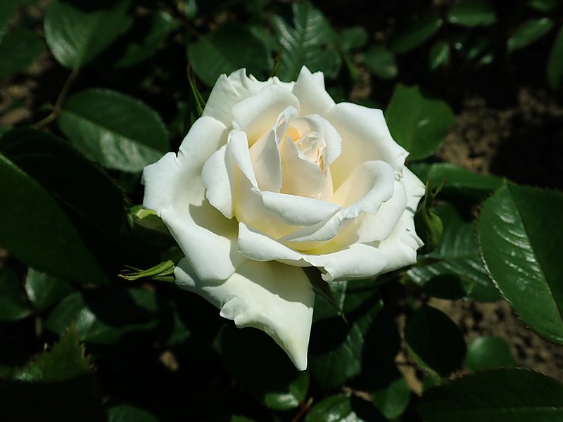 File:Rosa Princess of Wales 2019-06-05 6901.jpg