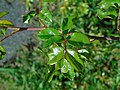 Rosa canina Roseira brava