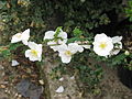 Rosa sericea omeiensis pteracantha (17407034788) .jpg
