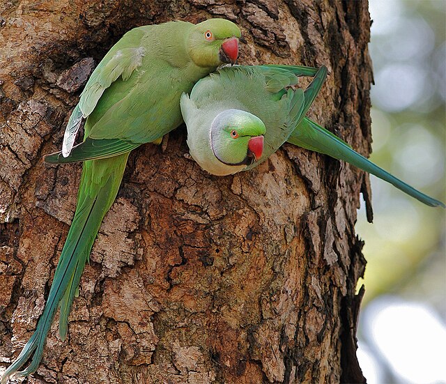 A pair of Rose-ringed Parakeets at the entrance to their nest, Soron, Uttar  Pradesh, India Stock Photo - Alamy