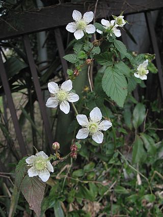 <i>Rubus hirsutus</i> Species of plant in the family Rosaceae