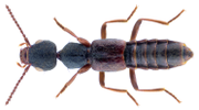 Thumbnail for Rugilus rufipes