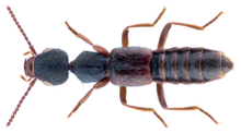 Rugilus rufipes Germar, 1836 (37579426772).png