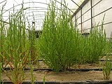 Salicornia trials at International Center for Biosaline Agriculture.jpg