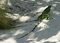 Sand Crawler - Iguana (2897725440).jpg