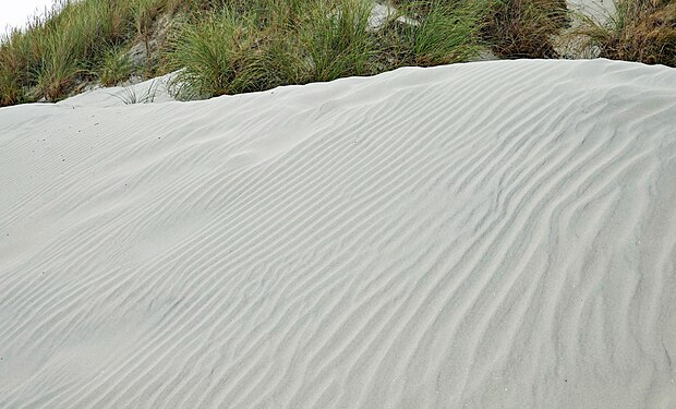 Sand rippels and dune grass, Ameland island