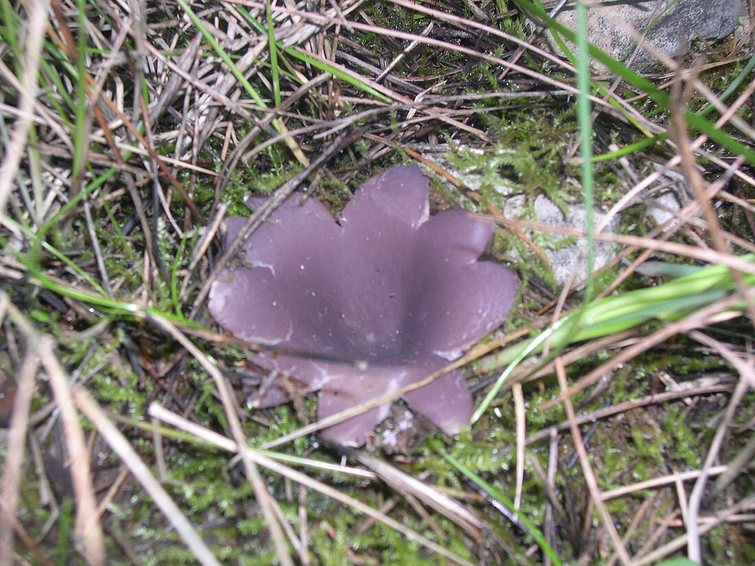 Sarcosphaera coronaria