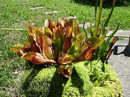 Sarracenia purpurosa france 2007 - 1