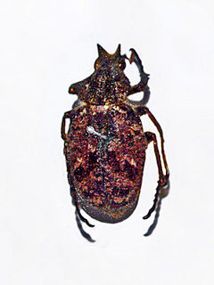 <i>Inca</i> (genus) Genus of beetles