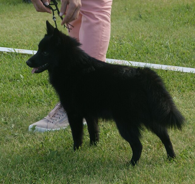 File:Schipperke 3.jpg