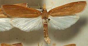 Schoenobius gigantella