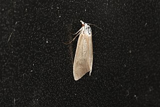 <i>Scirpophaga imparellus</i> Species of moth