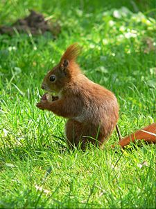 Eurasisches Eichhörnchen Sciurus vulgaris