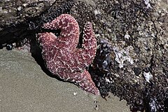 File:Sea star out of water.jpg (Category:Asteroidea)